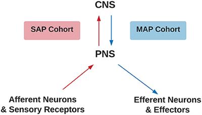 Sensorimotor Integration and Pain Perception: Mechanisms Integrating Nociceptive Processing. A Systematic Review and ALE-Meta Analysis